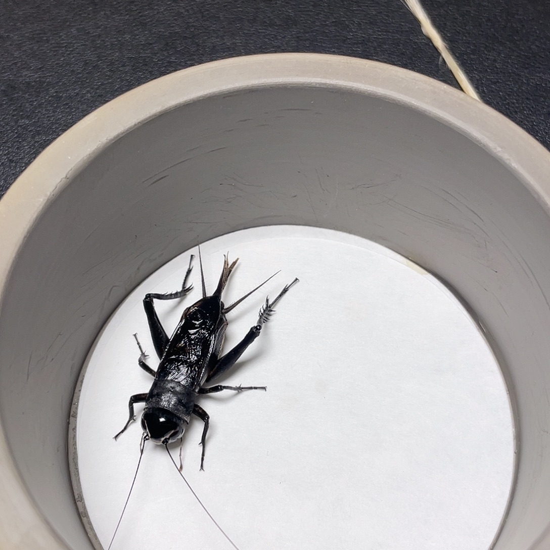 木津门老刘黑虫精品小缎子青两只