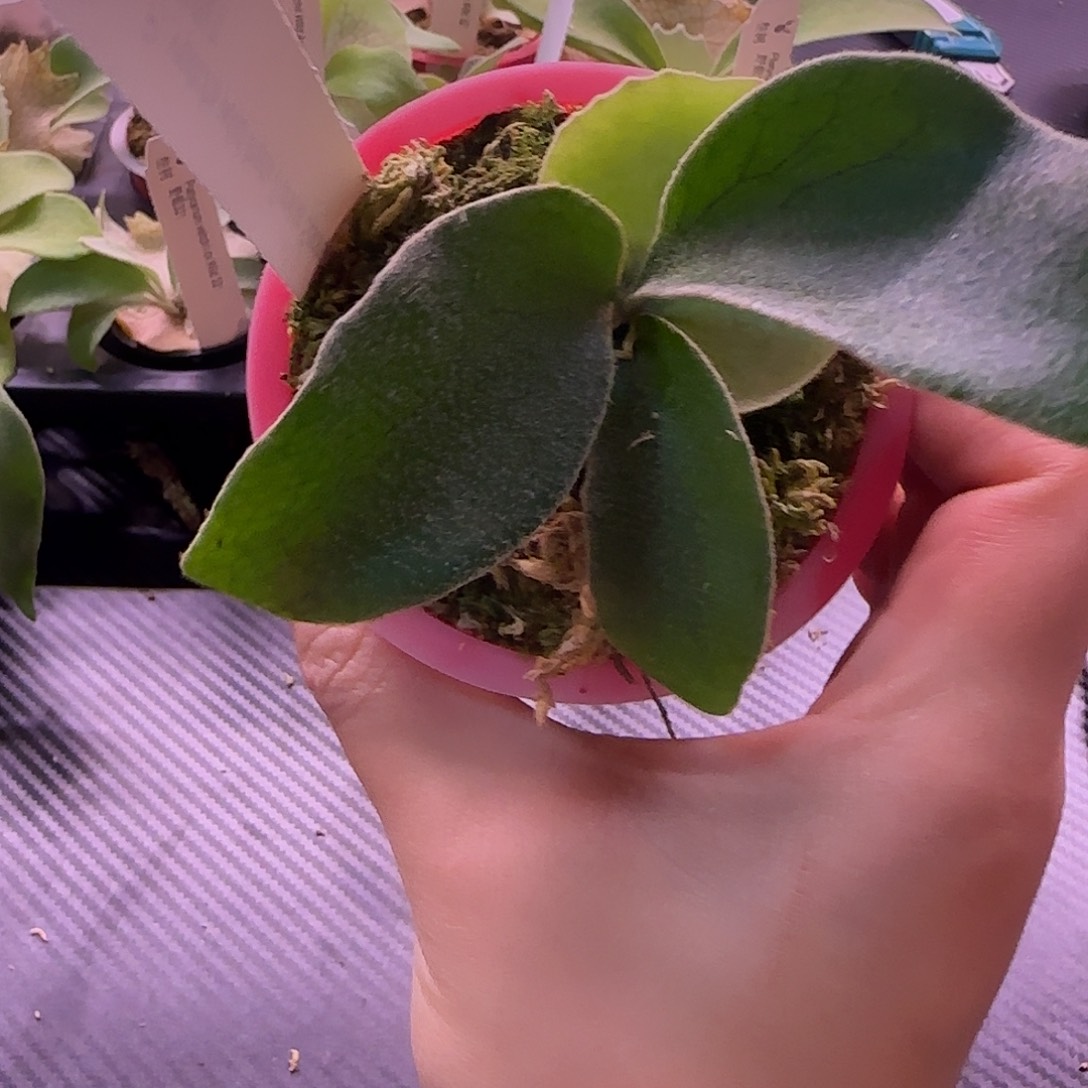 野银t鹿角蕨孢子苗