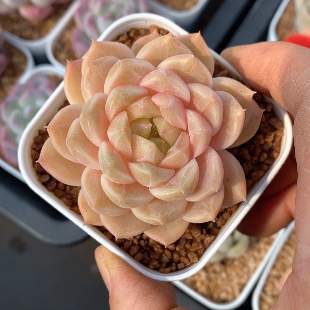 精品多肉一物一拍不包整97