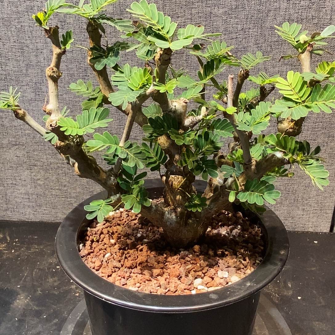 沙漠苏木实生一个