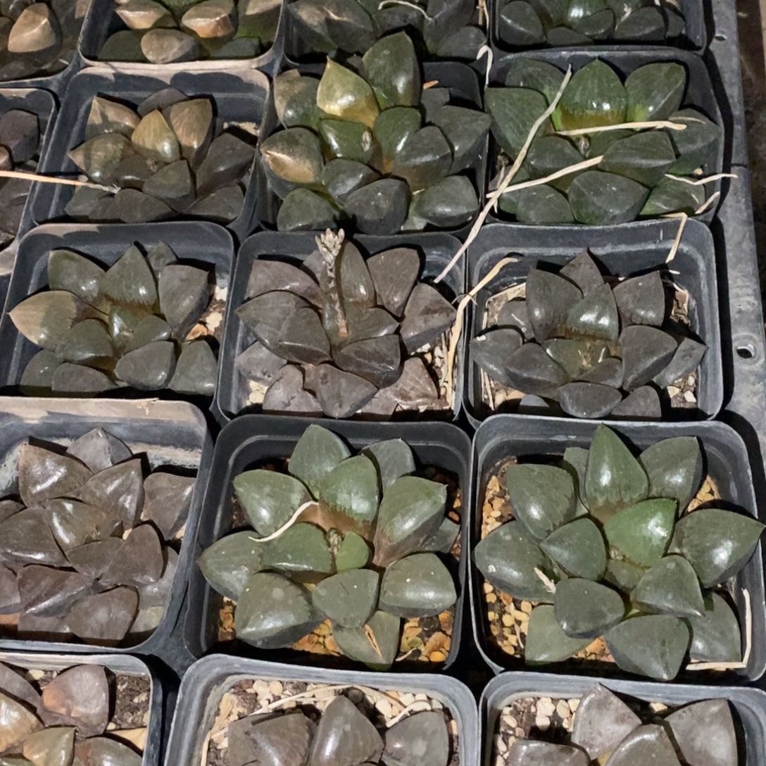 2404 一颗大日月潭 双蛋福利