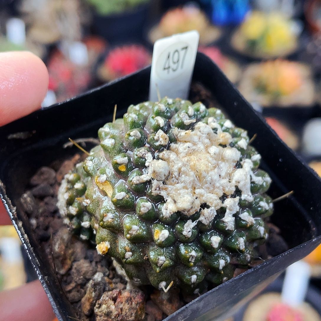 非偏远地区满25包邮仙人球