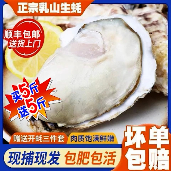 【巨无霸7X】正宗乳山免洗刺身级金标生蚝5斤送5斤海鲜水产海蛎子