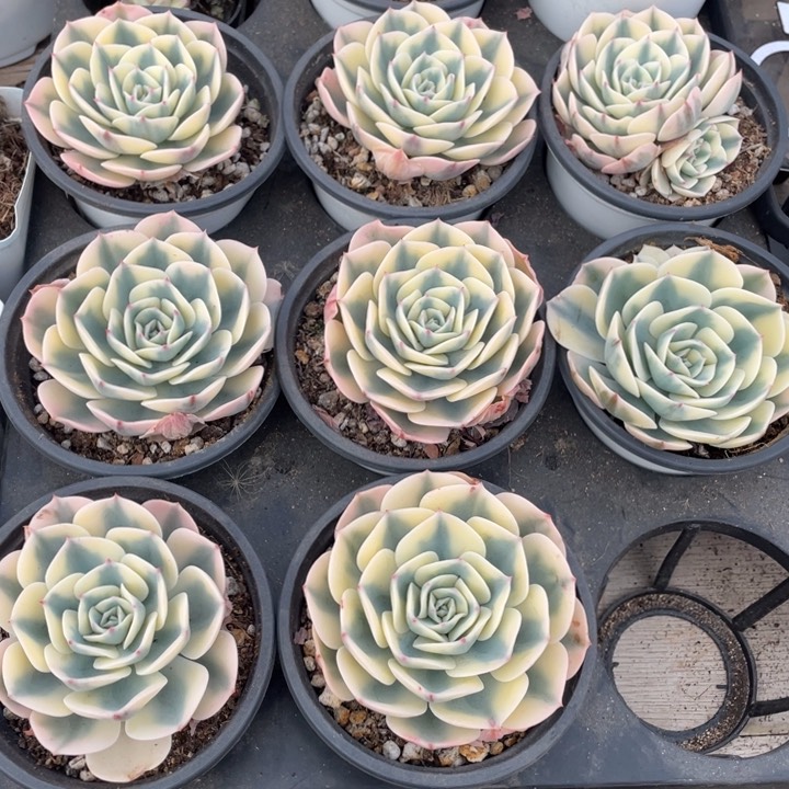 玉碟锦9.9一盆8888888