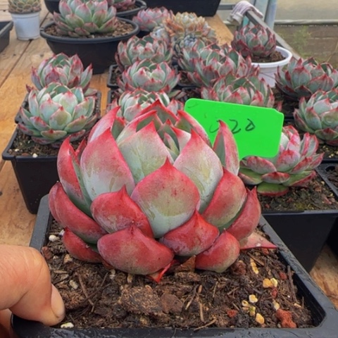 组合套餐编号20号