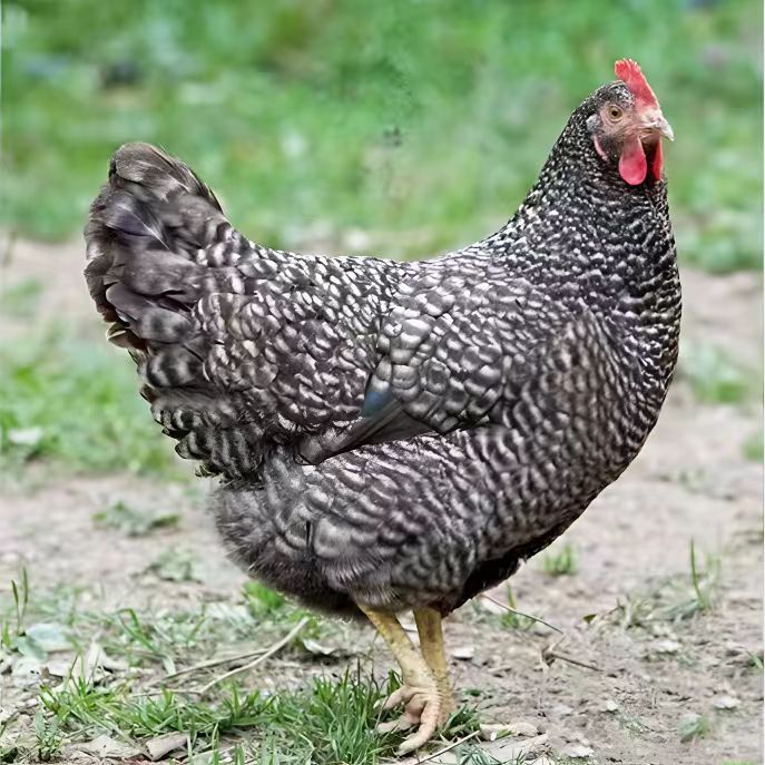 宠物鸡 黑芦花鸡绿壳蛋（10只）半斤发货