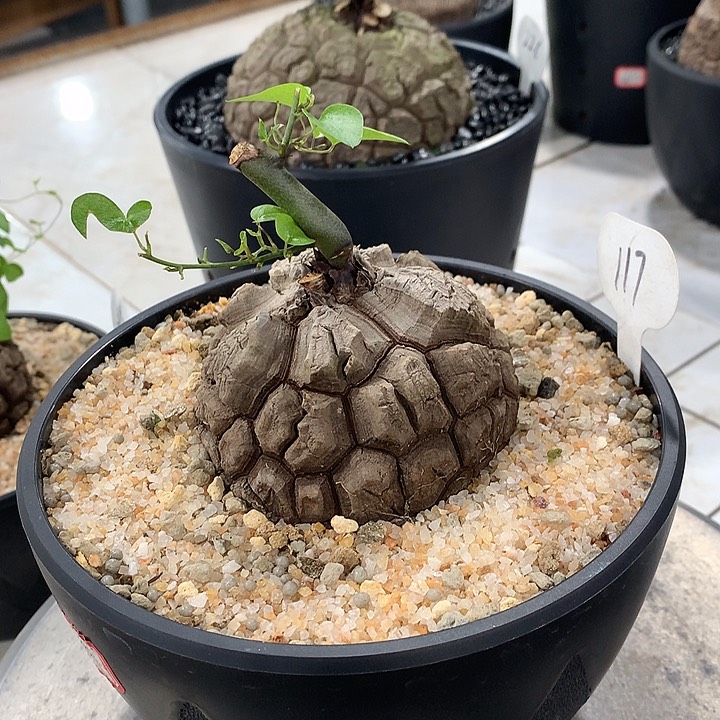 117龟甲龙8.5公分666666666