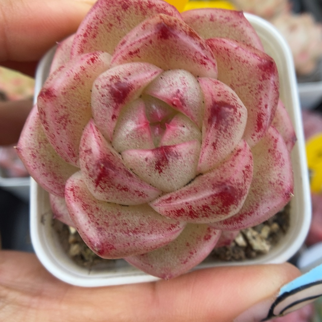 珍妮麦秆可拍363号。  