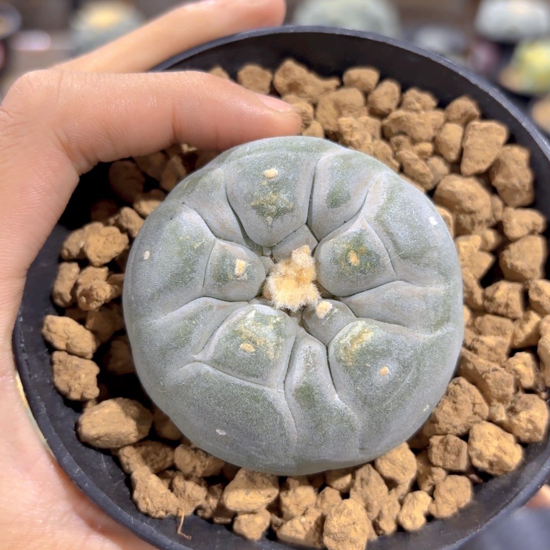 G208g g g g g g g g g g g