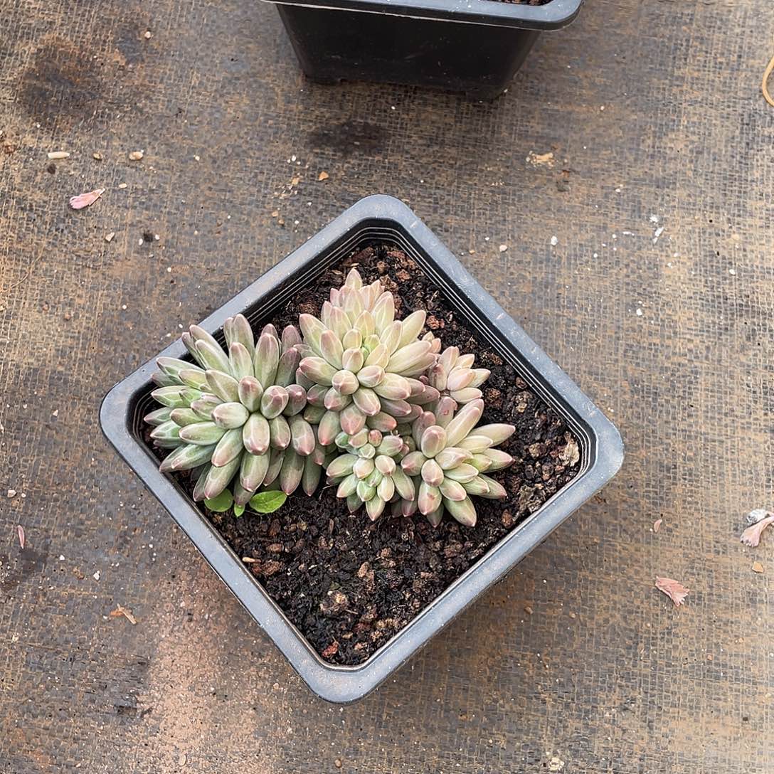 ௸***࿐多肉植物福力链接