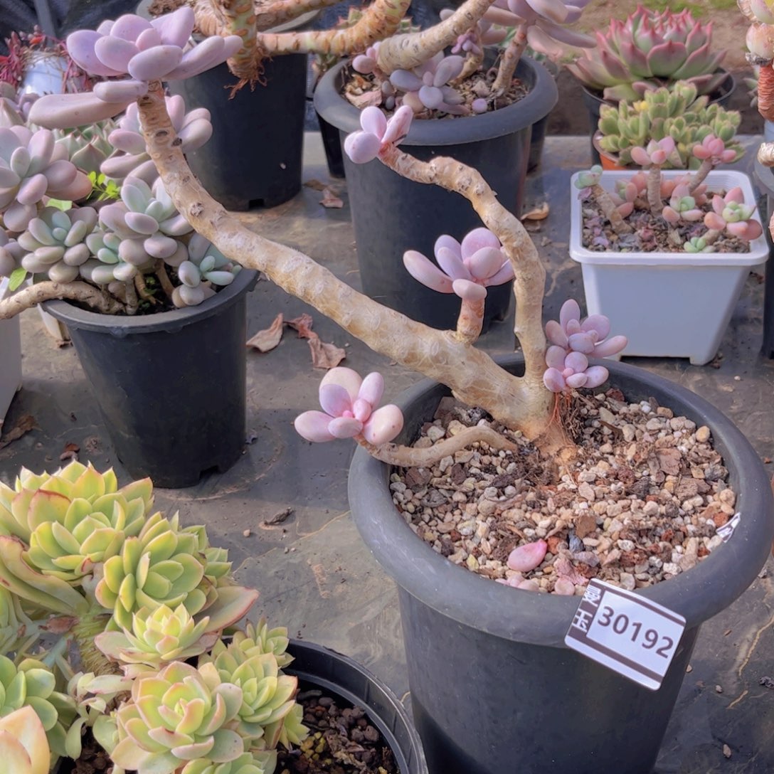 桃精灵多肉植物30192