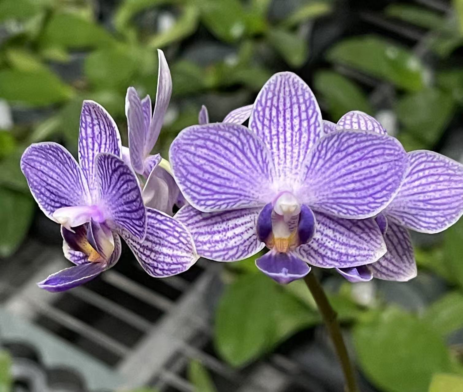  1.7寸 木130蓝色行星-苗 少根   蝴蝶兰 原生趣味兰