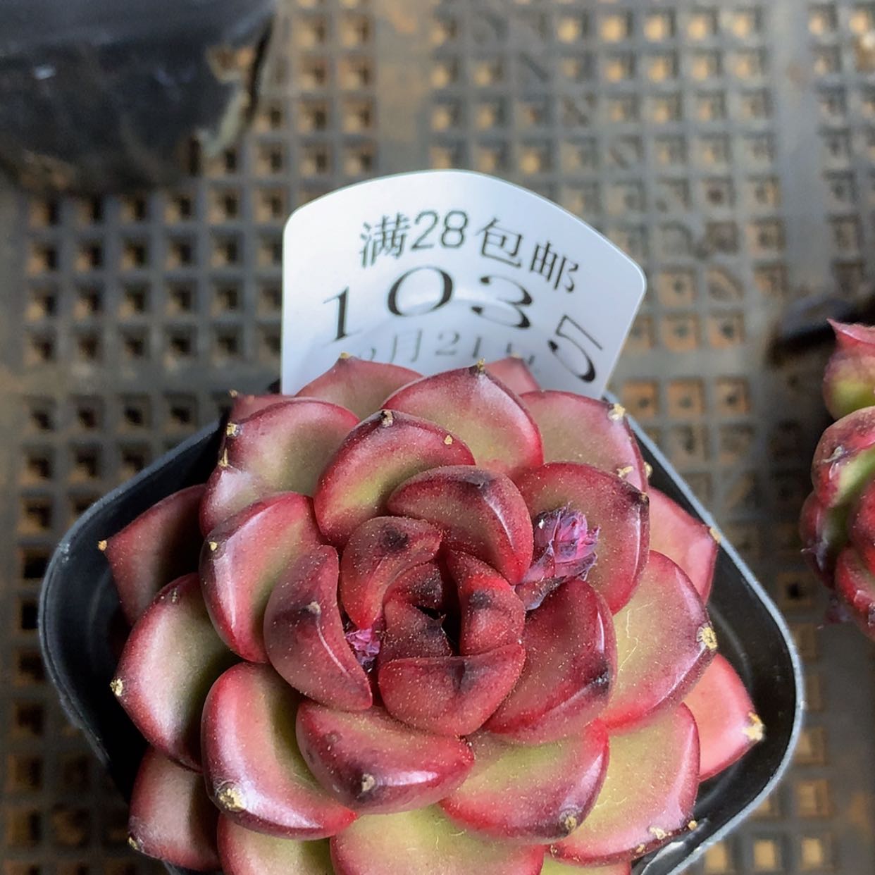 【闪购商品】云1035