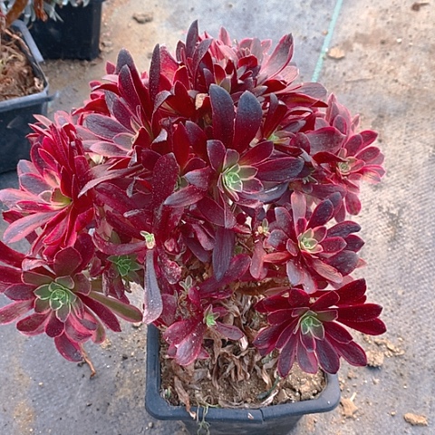 183安娜母本多肉植物