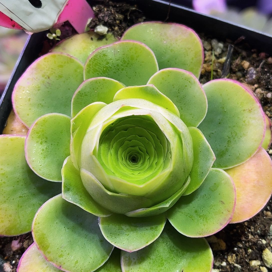 蕾丝芭比 非偏远包邮 多肉