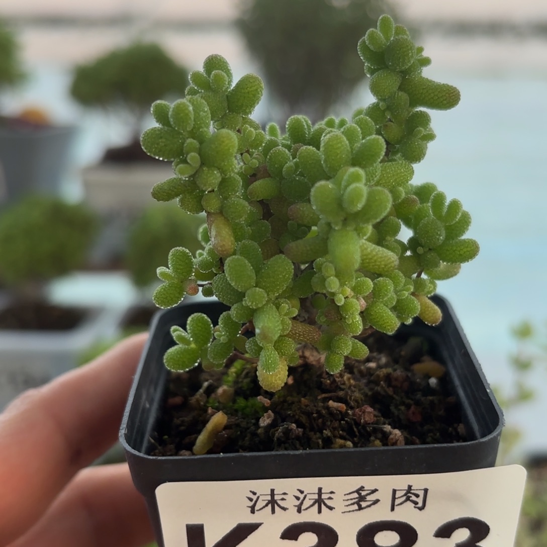 383金桔下播福利哦