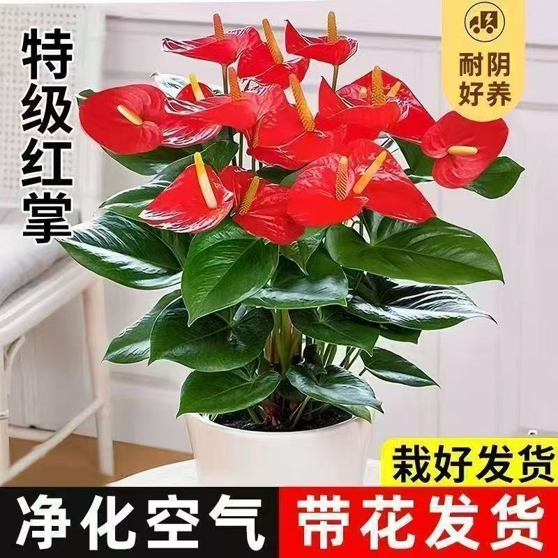 红掌盆栽大型绿植特级客厅花卉四季好养鸿运当头