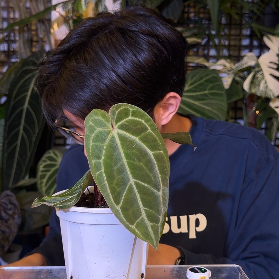 完全开放H78 神光杂黄金花烛