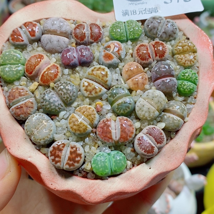 生石花花花花花花花573