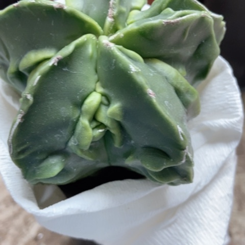 核桃仙人球25米仙人球