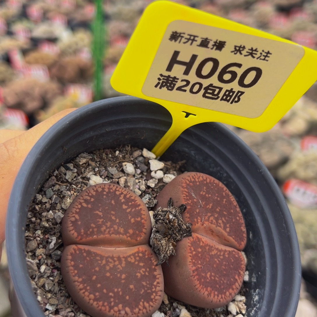 060 生石花不带盆大群生
