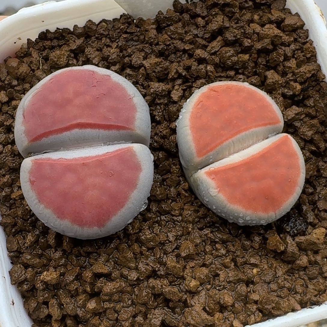 677多肉哈哈哈哈哈哈哈