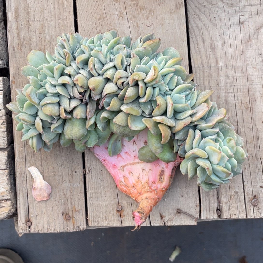 姚***姚薄荷奶绿缀化瑕疵板子上有裂口