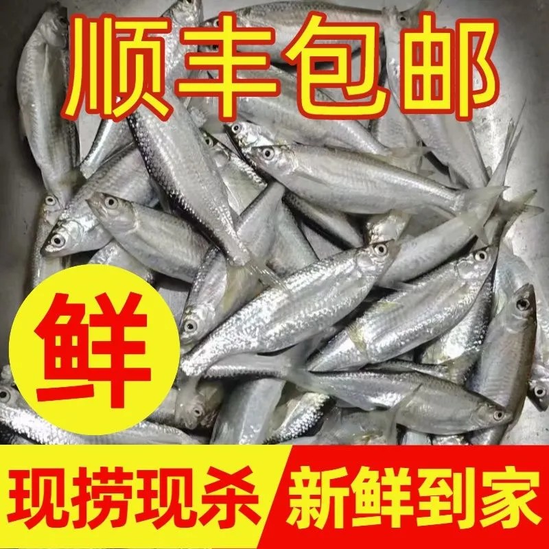 【顺丰发货】微山湖新鲜活杀小白条鱼餐条鱼刁子鱼淡水河鱼