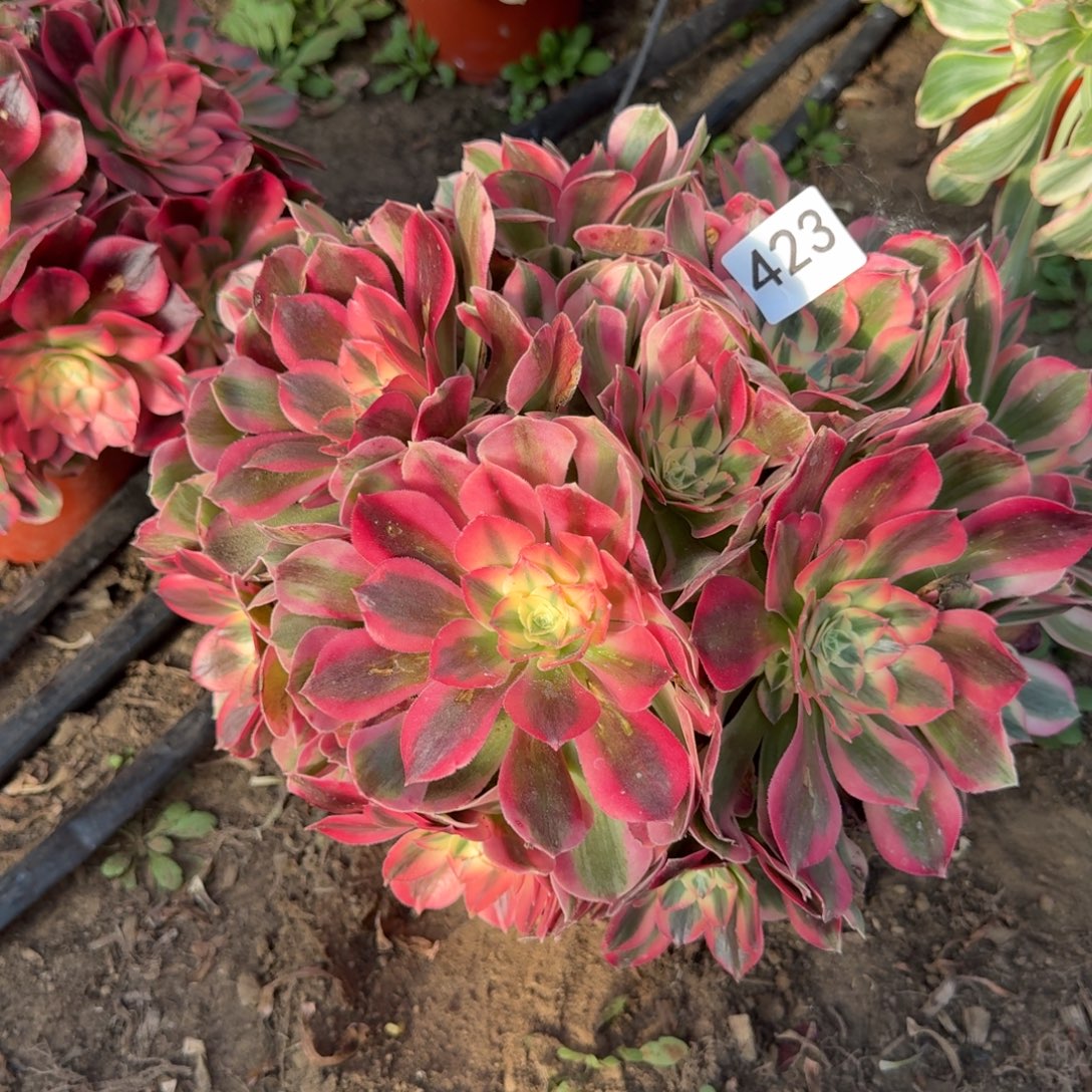 粉女郎法师多肉423号法师多肉