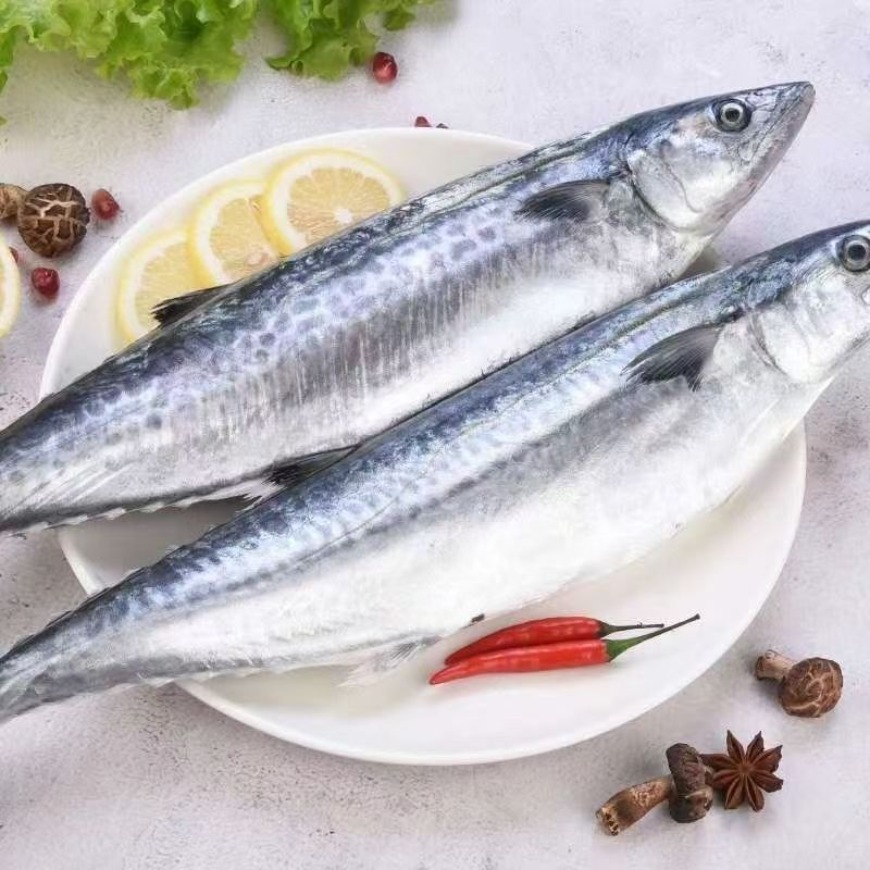 拍4斤送1斤到手5斤鲅鱼 到手4条-5条 冷链发货