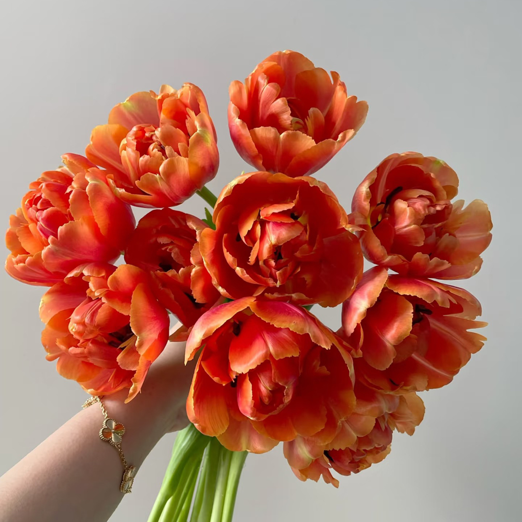 【香橙挞郁金香】云南基地直发鲜花直批瓶插水室内鲜