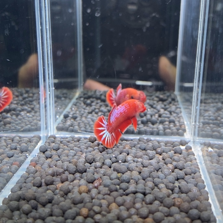 斗鱼泰国斗鱼87号