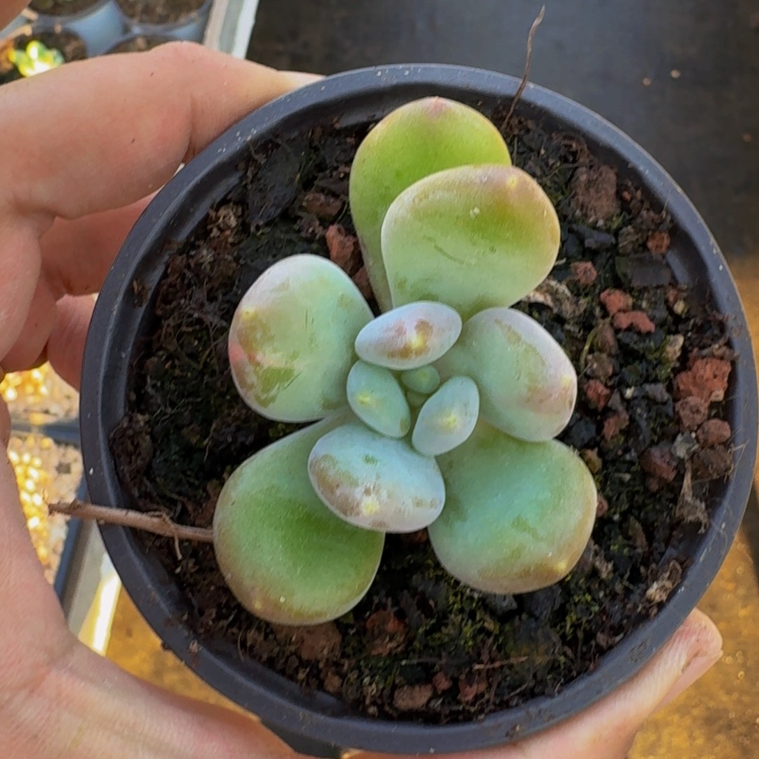 奶龙 叶插 一物一拍