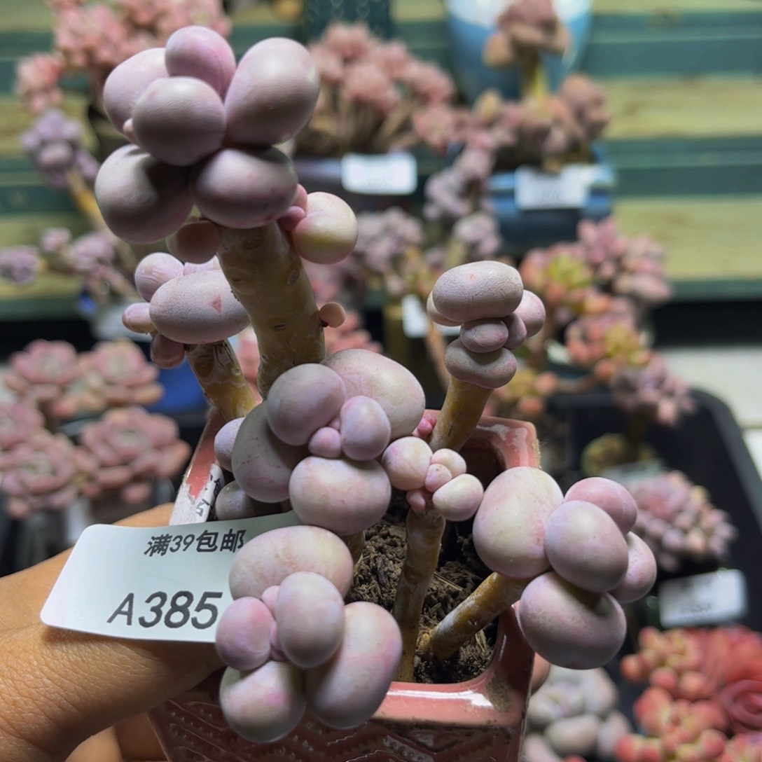 芭比奶385/9/cm多肉