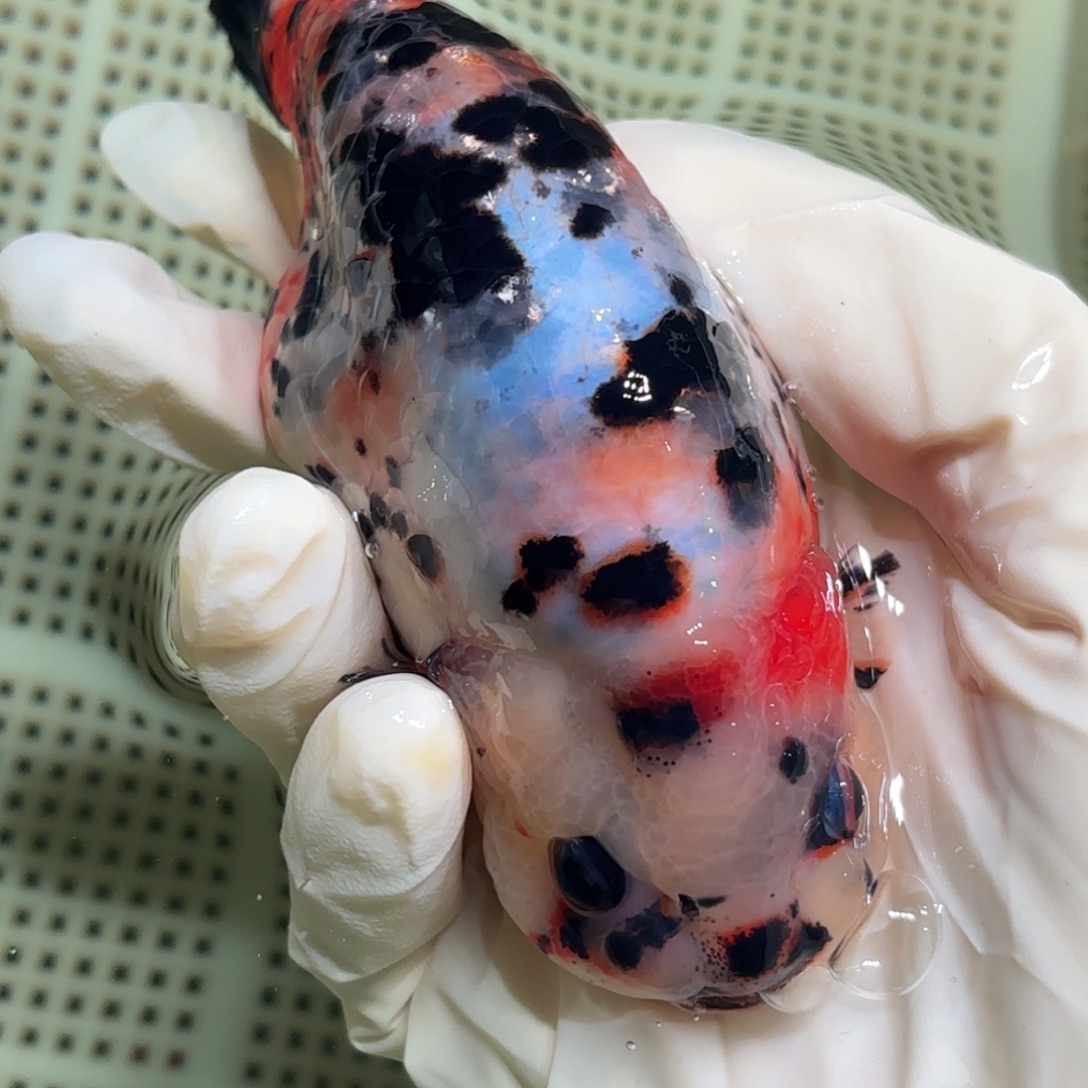 傑***金鱼拍包装包邮不拍包装运费到付