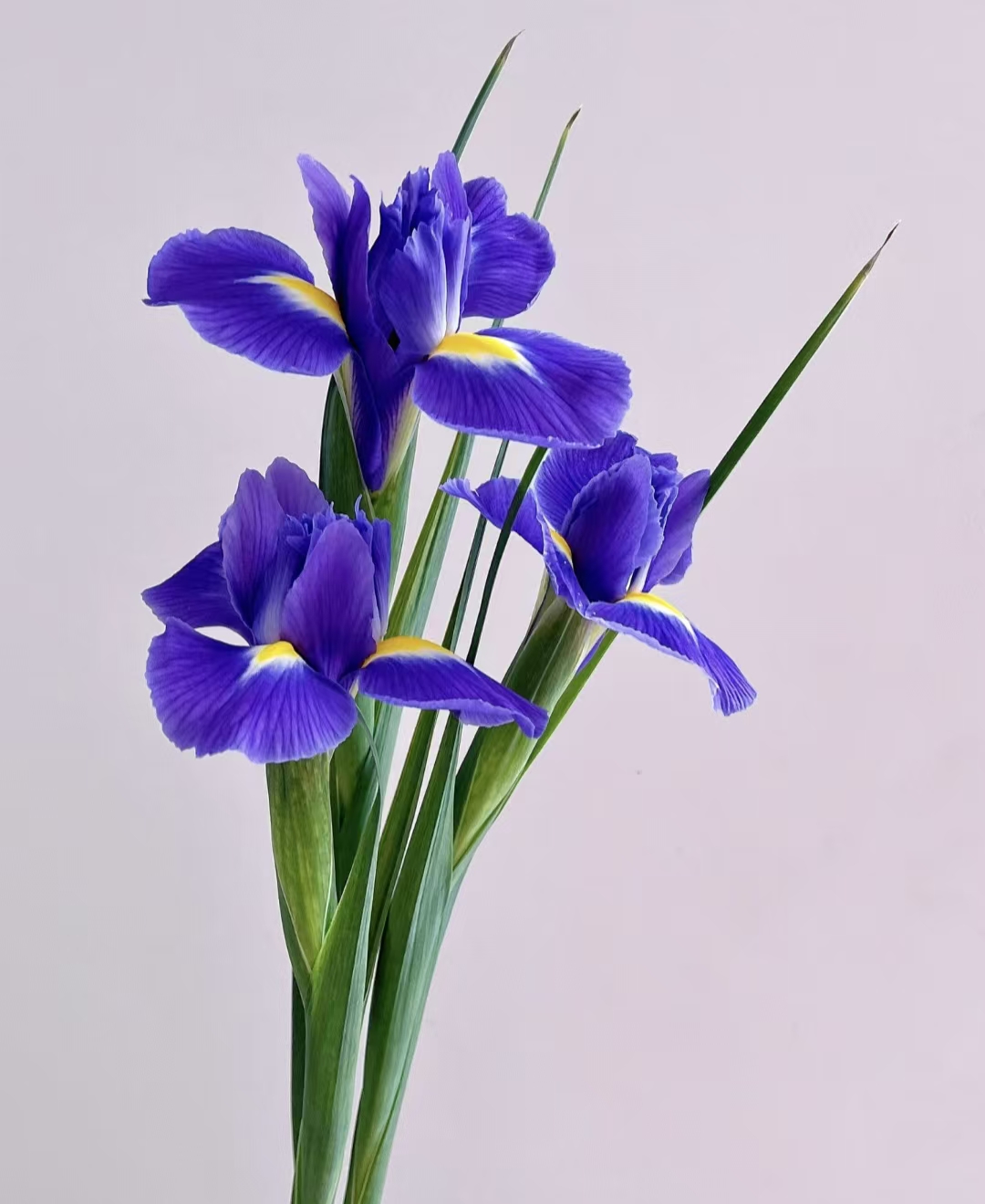 鸢尾花，别称蓝蝴蝶，东北鲜花，一单顺丰包邮到家