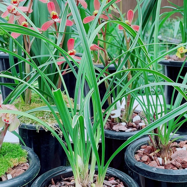 小***仔完全开放一物一漂亮