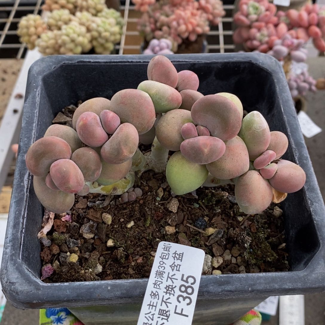 芒果奶酪385/10c m多肉