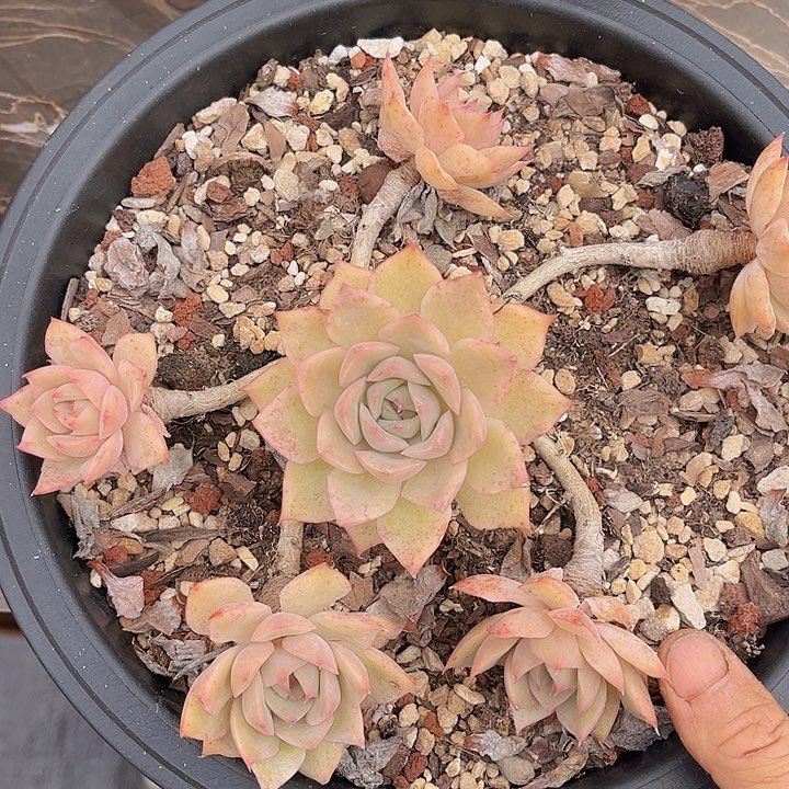 爱格利亚0748多肉植物