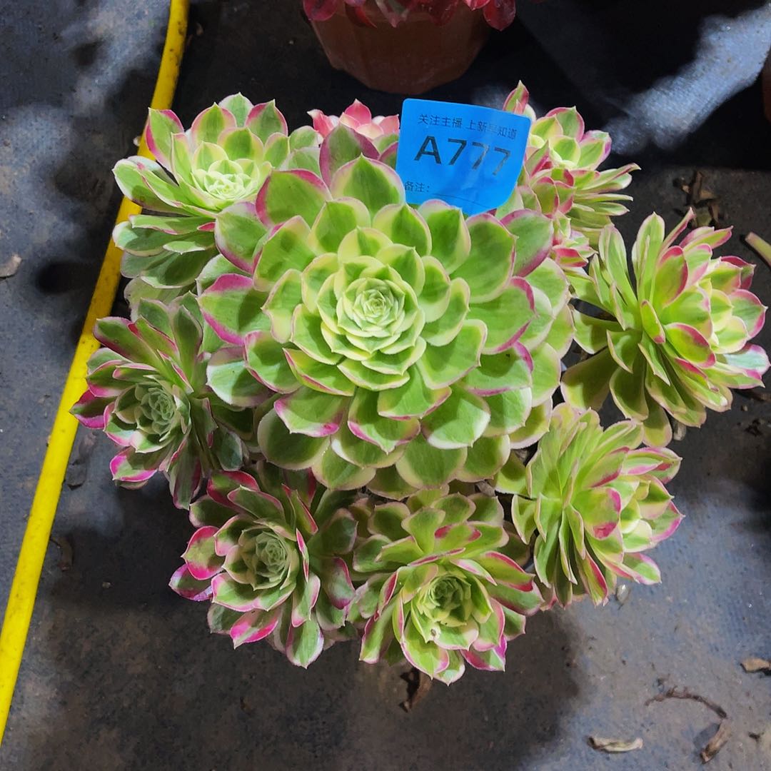 m****姐孔雀翎777拖土发货