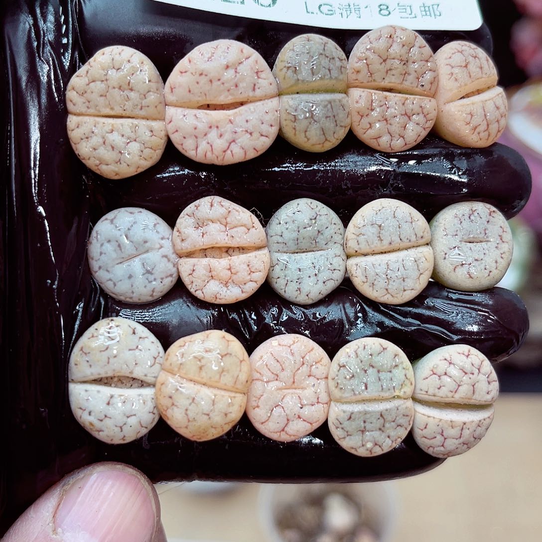 郎哥多肉生石花20-205