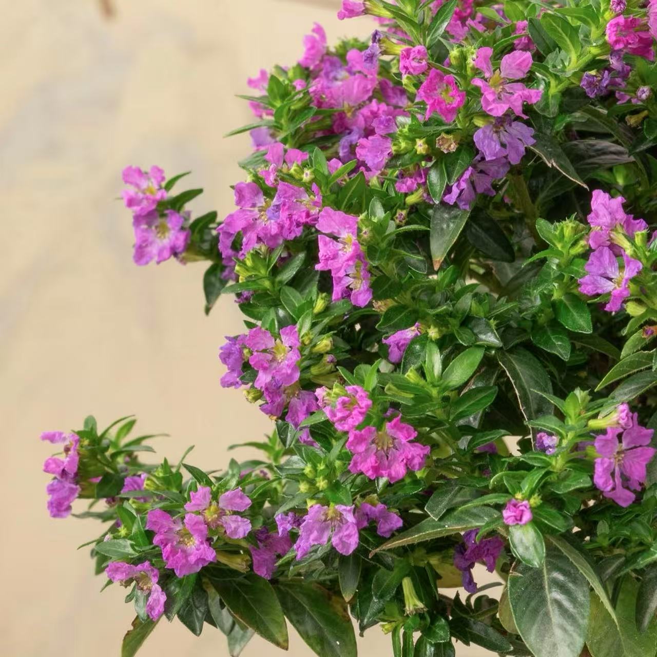  【李先生】满天星棒棒糖室内外观赏花带花带花苞（原盆原土）