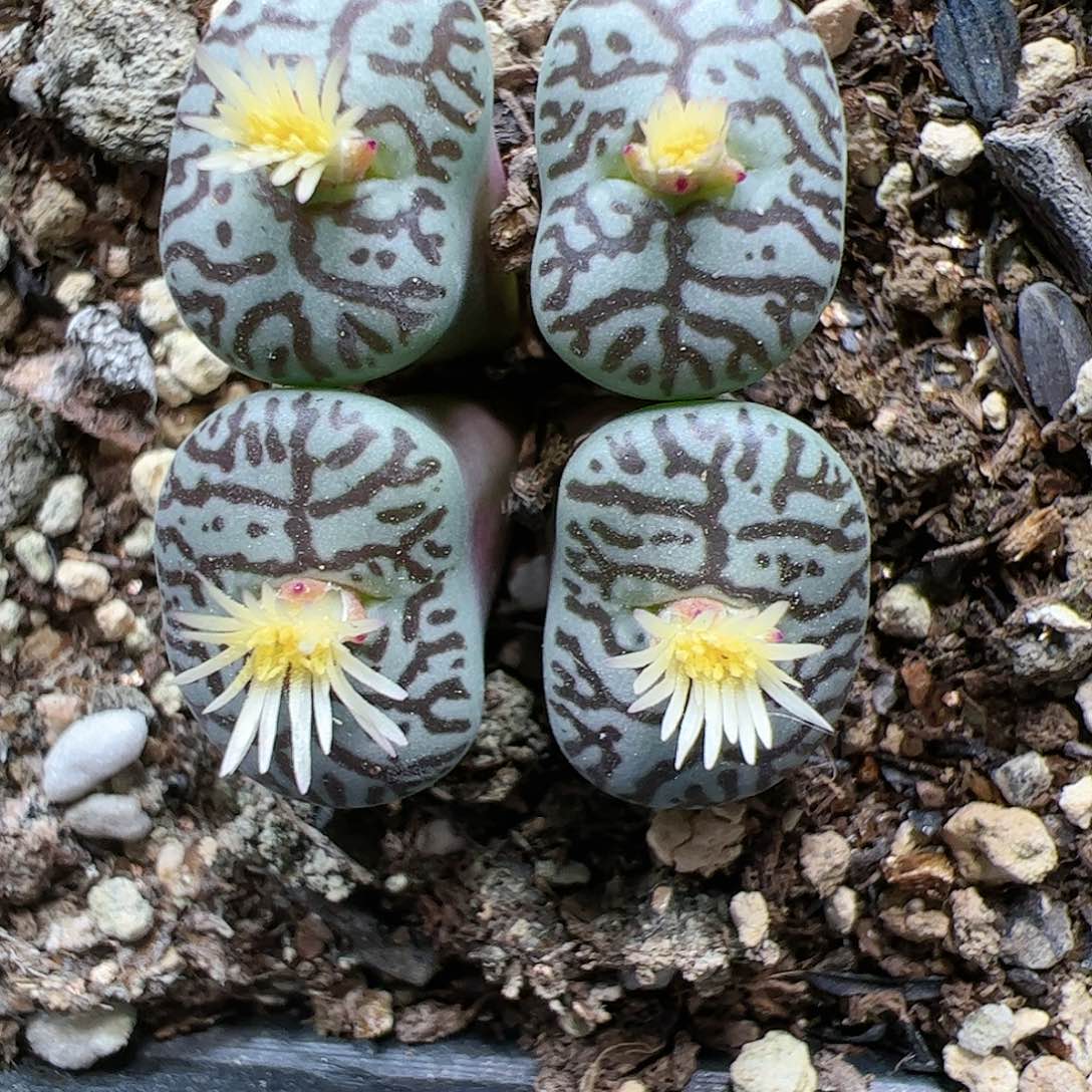 【闪购商品】164 猴墨