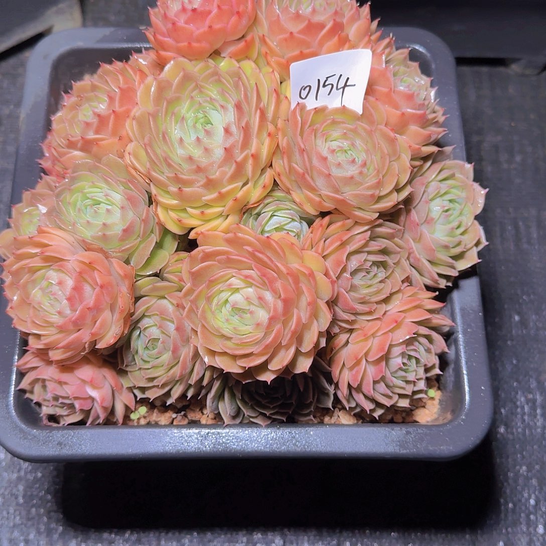 风***0154昂斯诺多肉植物