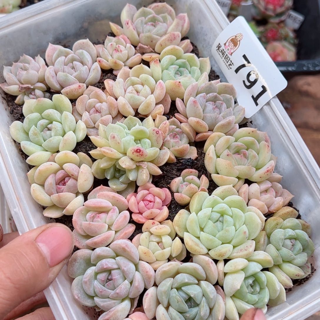 多肉植物多肉植物