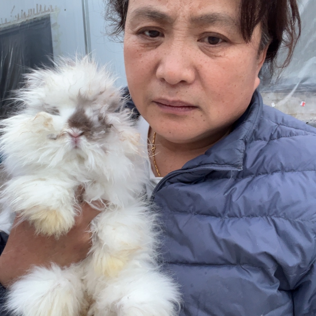 宠物兔英系安哥拉兔