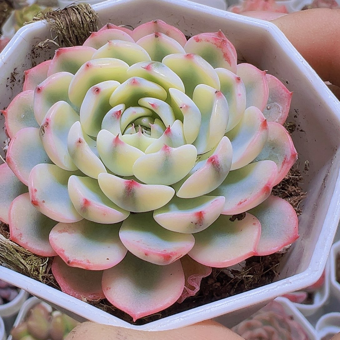 精品姬莲锦19包邮多肉
