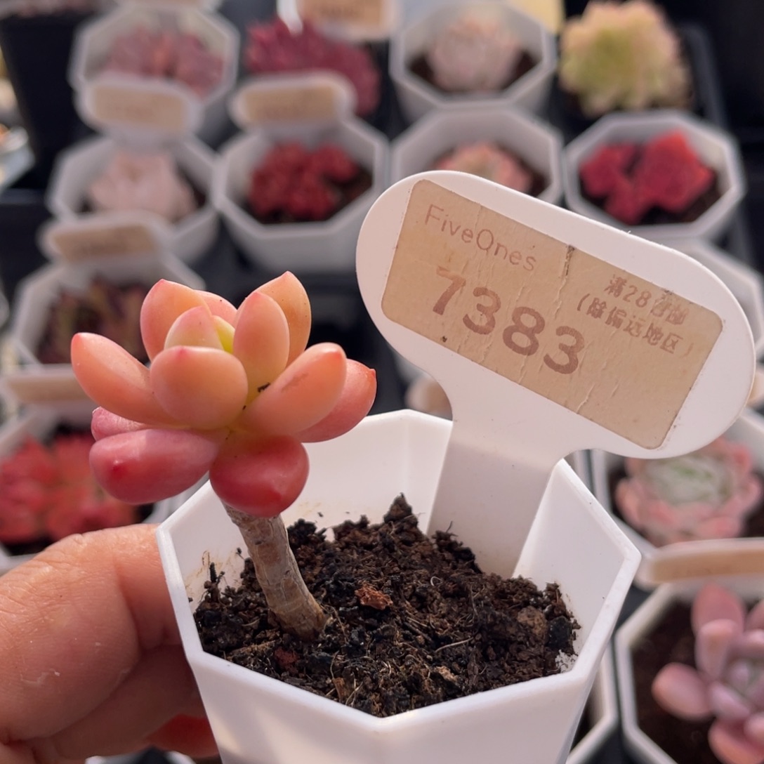 香格里拉7383-3.5厘米