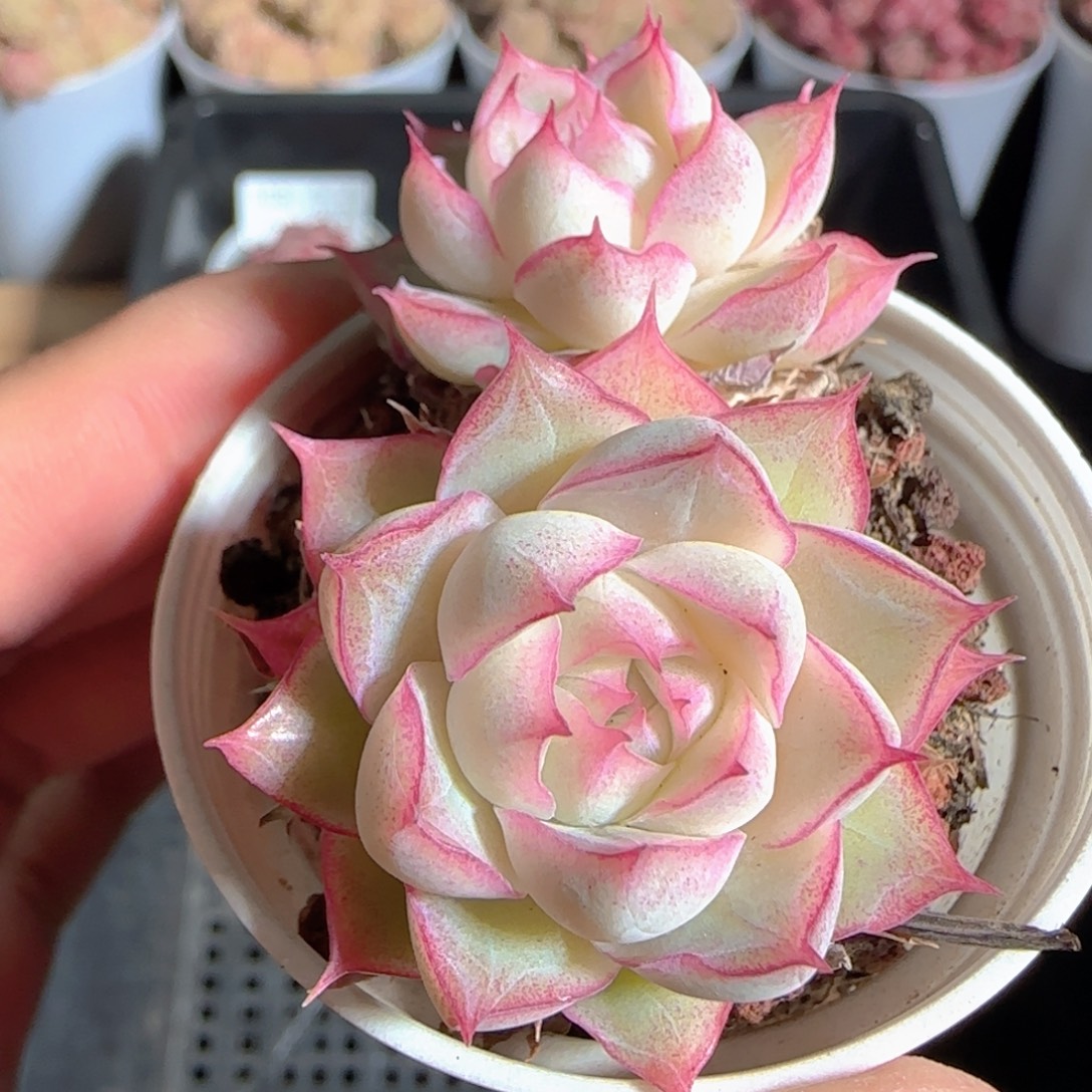 多肉1225-104女王玫瑰