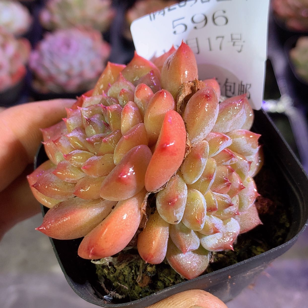 【闪购商品】云5996